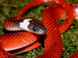 Onde enchantée du Serpent rouge