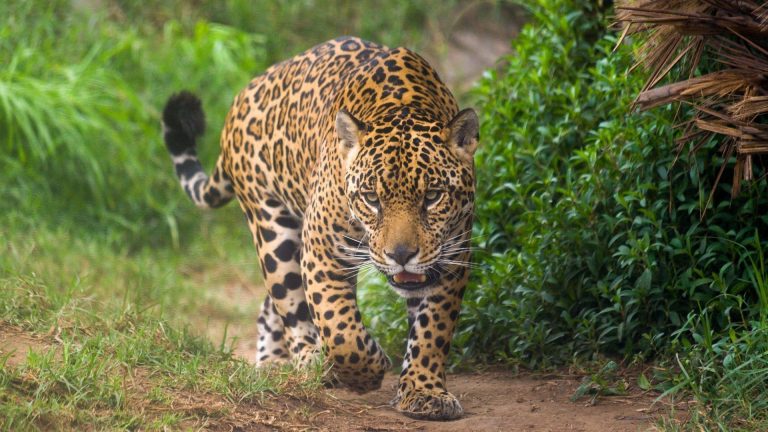 Chapitre IX : intention et verticalité